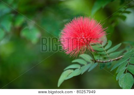Blooming Mimosa Tree Flower