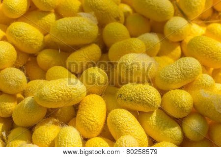Silkworm Cocoons