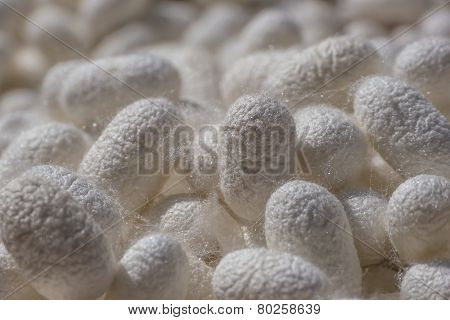 Silkworm Cocoons