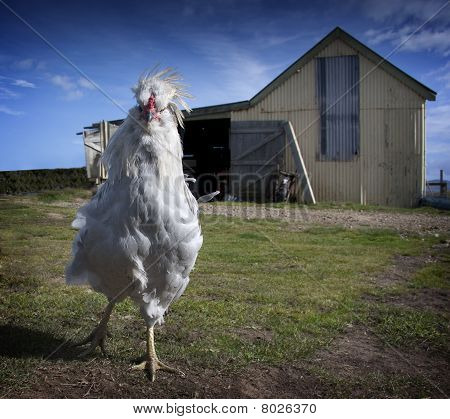 คุณคือใครเรียกฉันไก่