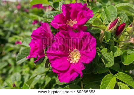 A hybrid rugosa shrub rose flowering in the summer garden.