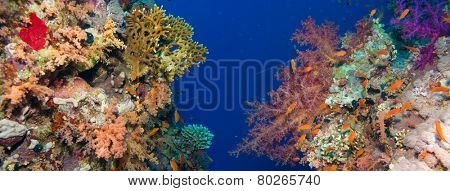 Colorful underwater offshore rocky reef with coral and sponges and small tropical fish swimming by in a blue ocean