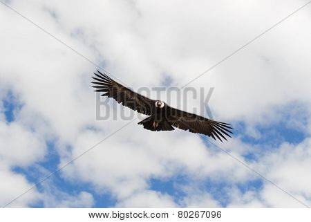 Vulture Flying Over Colca Canyon, Peru