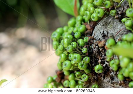 Fig Fruit
