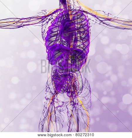 3D Render Medical Illustration Of The Nerve System