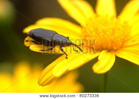 Long nosed Beetle