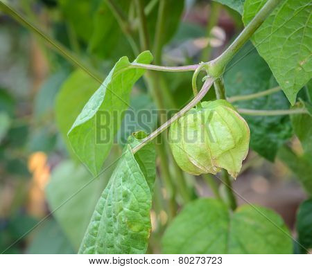 Cape Gooseberry (physalis Peruviana) Plant