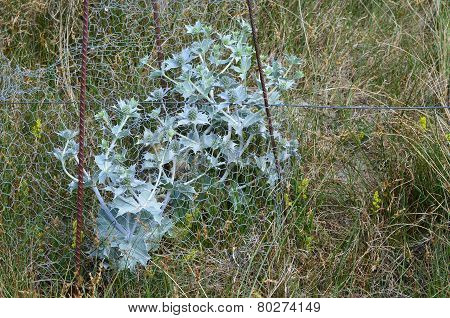 Eryngium Maritimum