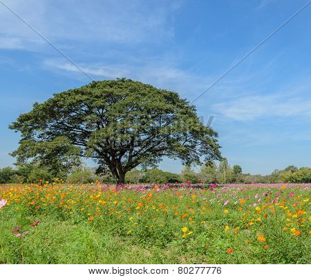 Cosmos Flower Field