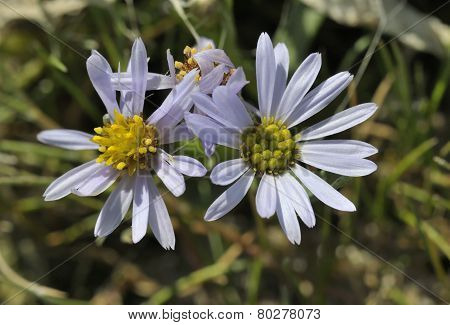 Sea Aster