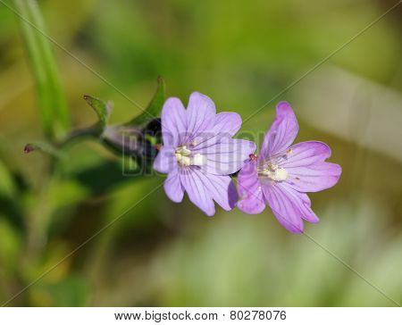 Marsh Willowherb
