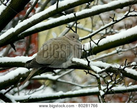 pigeon