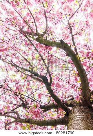 Cherry Blossoms