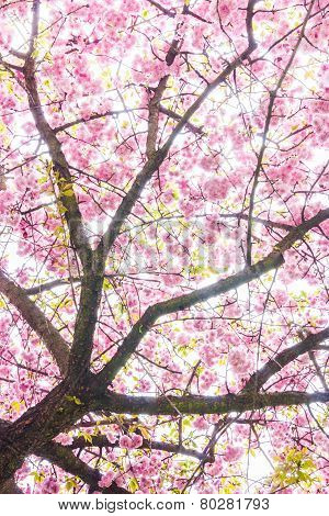Cherry Blossoms