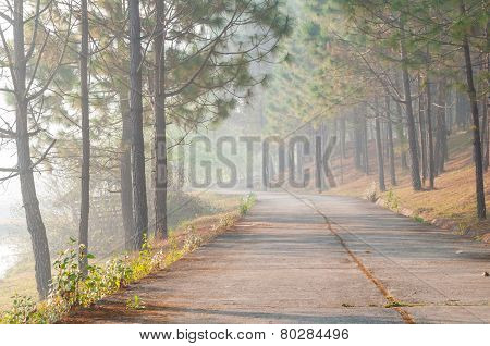 Pine tree