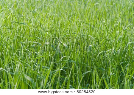 Leek field