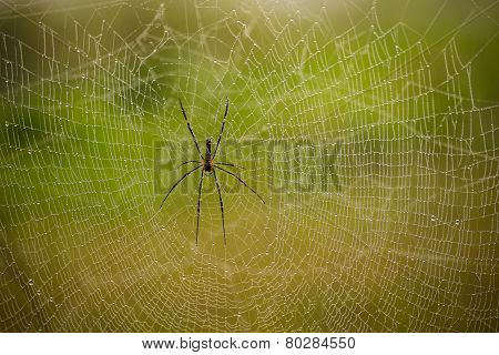 Spider