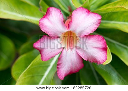 Adenium