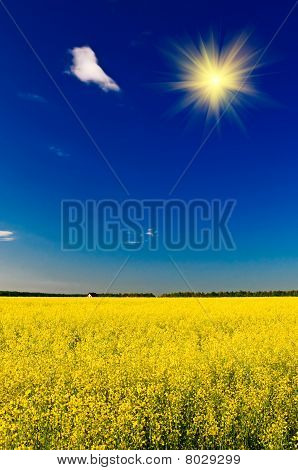 Fantastisk solnedgang over Golden Rapefield af forår.