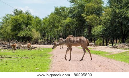 Kudu