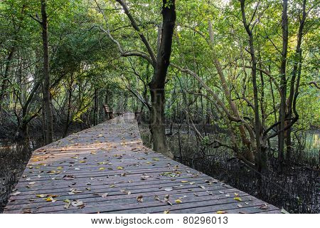 The Forest Mangrove