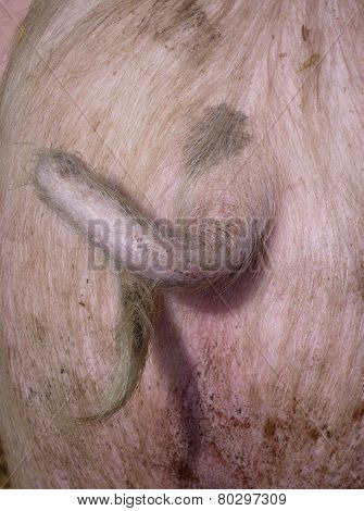 The curling tail of a pig