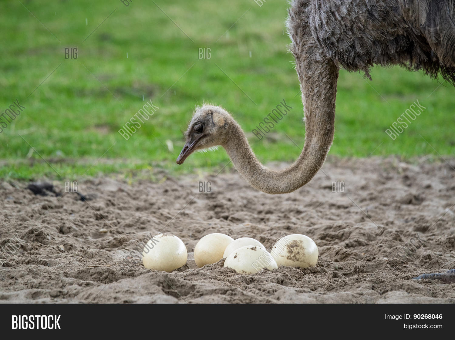 Где живут страусы на карте. Сколько несется страус. Страус на одной ноге. Яйцо африканского страуса. Страус строение тела.