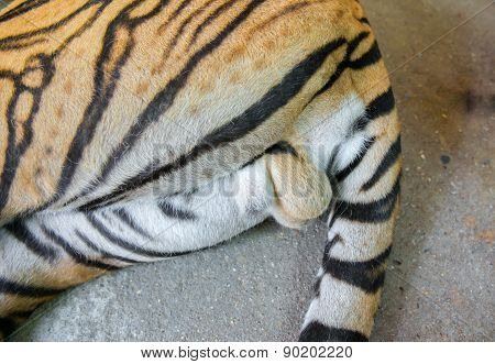 Cistanche: The Medicine Herb For Male Sexual Functions