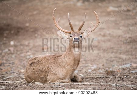 Male Eld Deer
