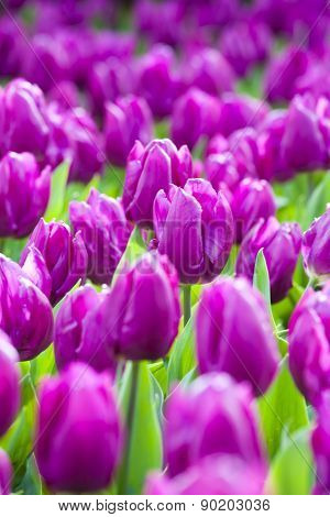 The Blooming Purple Tulips