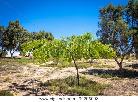 Eshkol National Park, Small Oasis In The Negev Desert, Israel