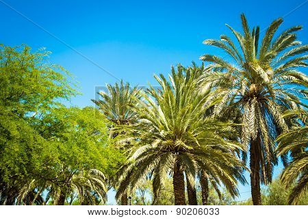 palm trees on the blue sky background
