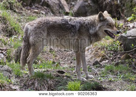 A lone Coyote in a rocky environment