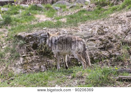 A lone Coyote in a rocky environment