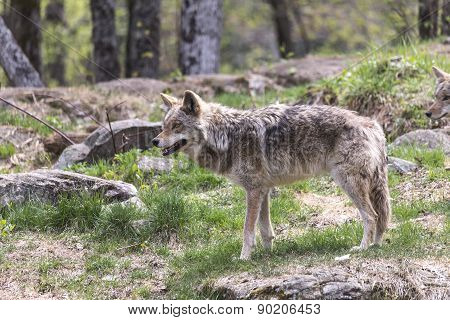 A lone coyote in a summer scene