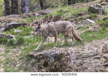 A lone coyote in a summer scene