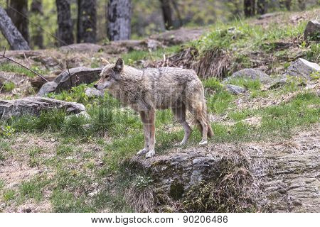 A lone coyote in a summer scene