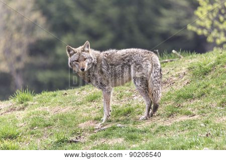 A lone coyote in a summer scene