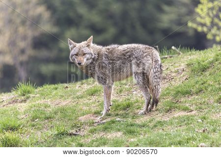 A lone coyote in a summer scene