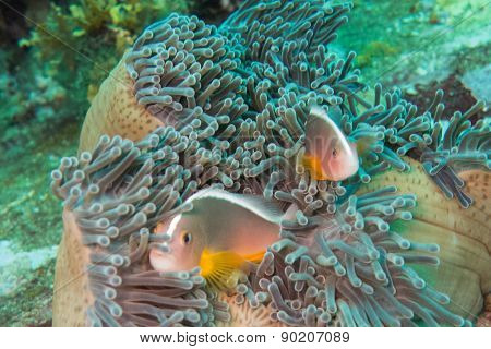 Fishes in a sea anemone