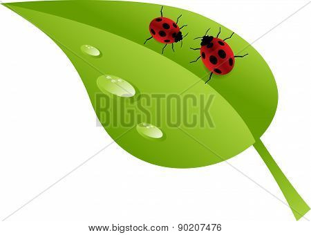 Ladybugs On Leaf