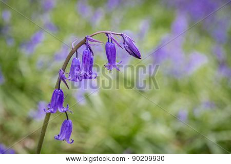 Bluebell Close Up