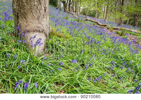 Carpet Of Bluebells