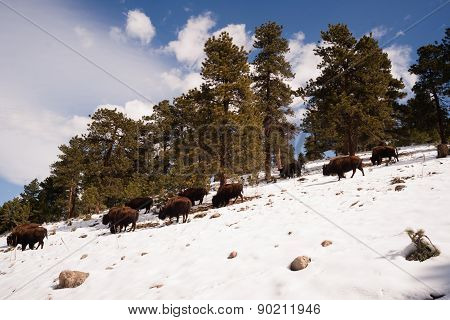North American Bison Buffalo Roam Hillside Fresh Snow Blue Sky