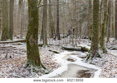 Old Natural Stand Of Bialowieza Forest By Stream