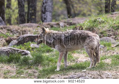 A lone coyote