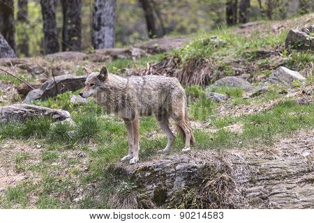 A lone coyote
