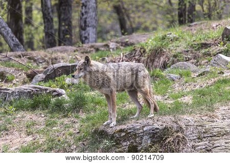 A lone coyote
