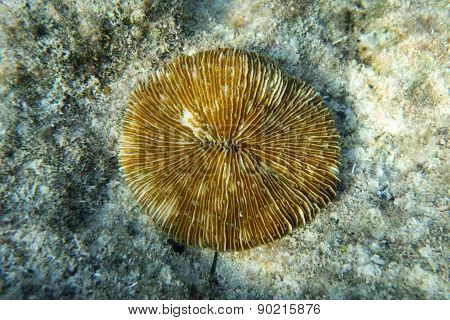 Sea anemone