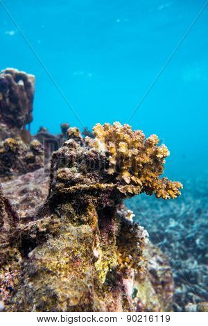 Coral
